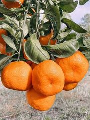 Mandalina