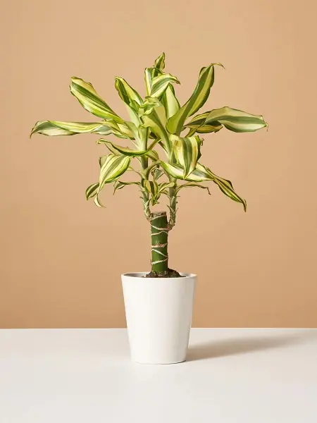 Dracaena fragrans Massengena, fidanistanbul Dracaena iei siparii ve Dracaena  fragrans bitkisi sat | Fidan Tohum Saks Sebze fidesi ve Meyve Fidan