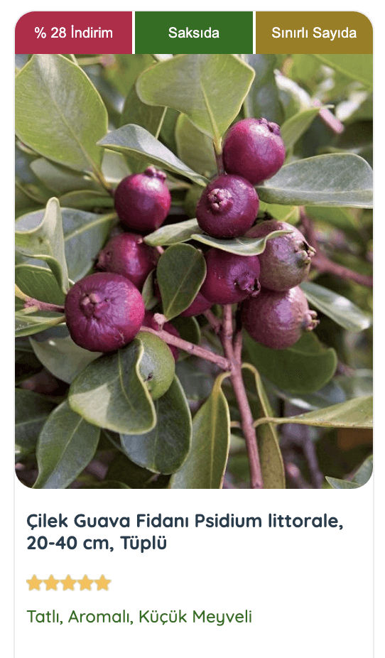 Çilek guavası fidanı, bahçenize tropikal bir hava katacak.