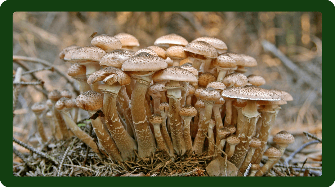 Armillaria kök çürüklüğü, fidanlarınızı zayıflatan ve hatta öldüren tehlikeli bir hastalıktır. Bu hastalık hakkında detaylı bilgi almak ve fidanlarınızın sağlığını korumak için Fidanistanbul.com'un kapsamlı blog yazısını okuyun.