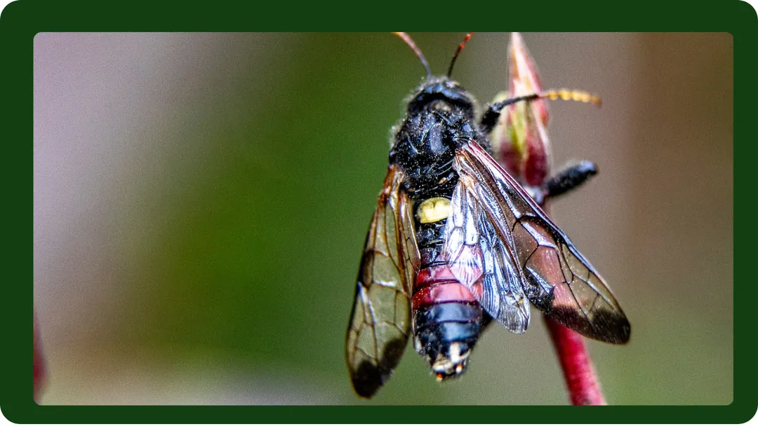 Meyve ağaçlarınızın sağlıklı ve verimli olması için meyve testeresi zararlısına karşı önlem almanız gerekmektedir. Fidan İstanbul olarak, size meyve testeresini kontrol altına almak için etkili yöntemler sunuyoruz. Ücretsiz danışmanlık hizmetimizle de her zaman yanınızdayız.