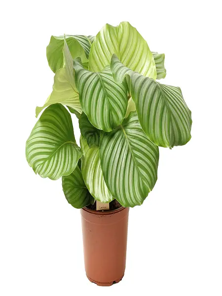 Beyaz izgili Kalatya Calathea Orbifolia, fidanistanbul Beyaz izgili  Kalatya iei siparii ve Calathea Orbifolia bitkisi sat | Fidan Tohum  Saks Sebze fidesi ve Meyve Fidan