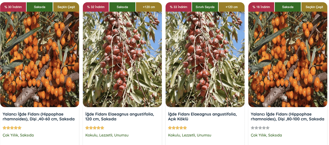 İğde Fidanı (Elaeagnus angustifolia), kurak ve tuzlu topraklara dayanıklı, hoş kokulu çiçekleri ve sağlığa faydalı meyveleriyle tanınan bir bitkidir.