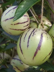 Pepino
