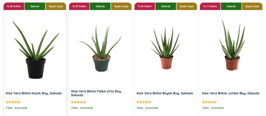  Aloe Vera Bitkisi, su depolama özelliği ve kuraklığa karşı dayanıklılığıyla ev ve ofis bitkisi olarak da idealdir.
