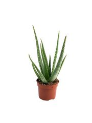 Aloe
