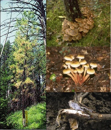 Armillaria kök çürüklüğü, ağaçlarınız için ölümcül sonuçlar doğurabilir. Bu hastalığın etkilerini nasıl durduracağınızı ve korunma yöntemlerini öğrenmek için blog yazımızı ziyaret edin.