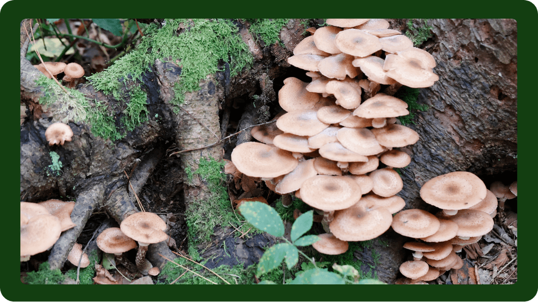 Armillaria kök çürüklüğü, ağaçların köklerini çürüterek bitkinin ölümüne neden olan ciddi bir hastalıktır. Bu hastalığı nasıl tanıyacağınızı ve ağaçlarınızı korumak için neler yapmanız gerektiğini öğrenmek için blog yazımızı okuyun.