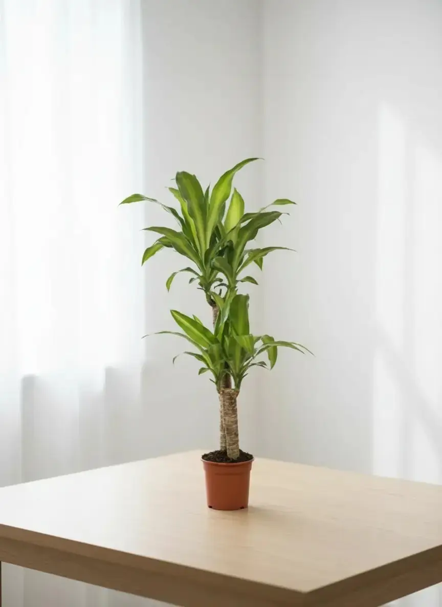 soil for calathea Buy Calathea & Maranta Soil Mix? ✓ Shipped quickly – Sybotanica