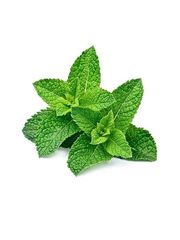 Spearmint