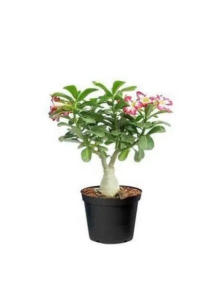 Topiary ve Bonsai Bitkileri Büyük Yaş Adenium Çöl Gülü Bonsai ...
