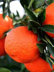Mandalina