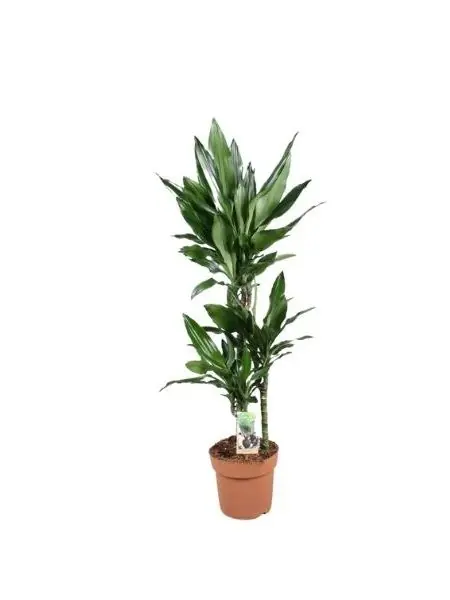preis elefantenfuss Elefantenfuss | Beaucarnea recurvata