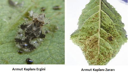 Armut kaplanı, ergin hali ve verdiği zarar.