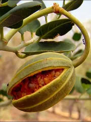 Kapari