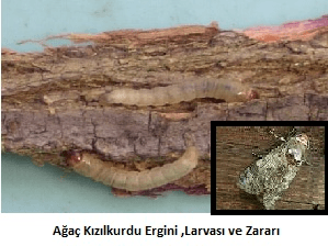 Armut fidanlarınızın yapraklarında pas rengi lekeler mi fark ettiniz? Bu, memeli pas hastalığının belirtisi olabilir. Fidanistanbul.com’un uzmanları, bitkilerinizi korumanız için en etkili yöntemleri sunuyor.
