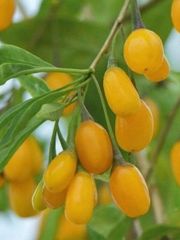 Goji