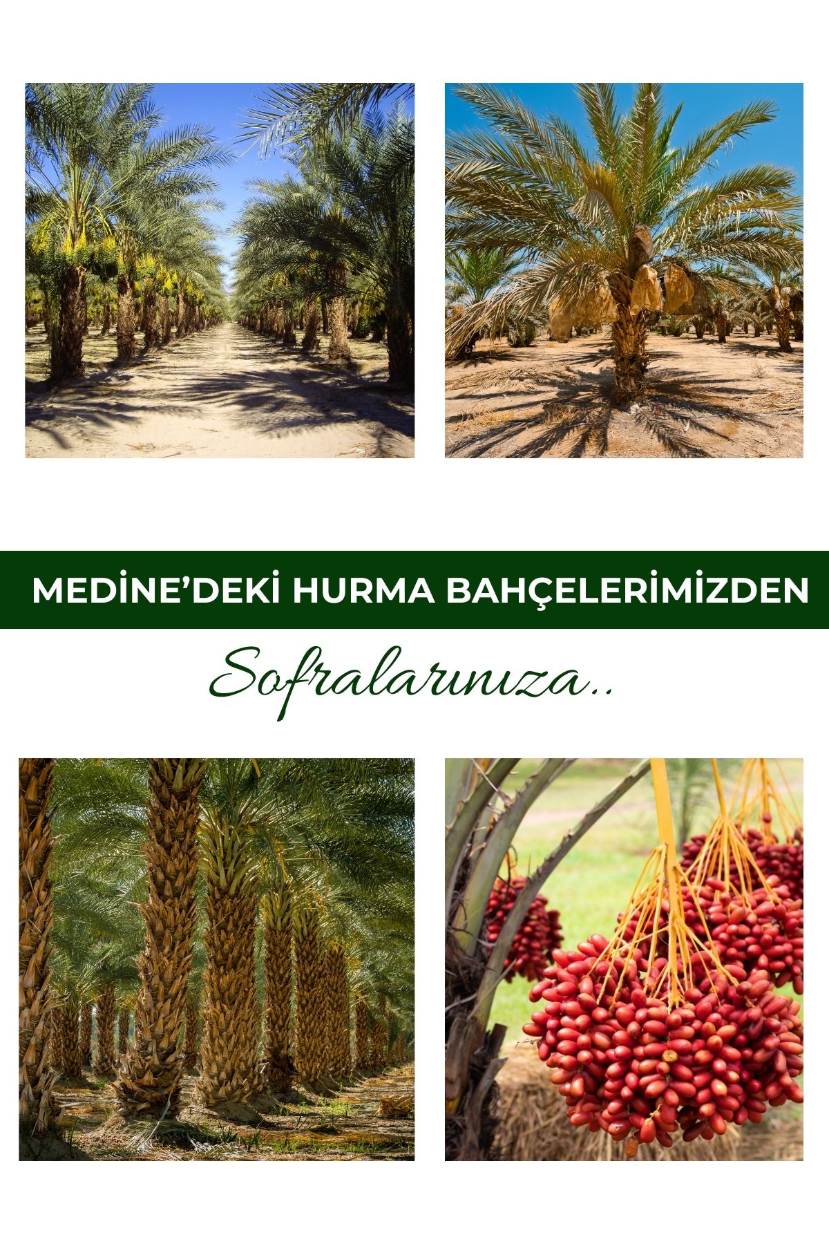 PAYİTAHT MEDINA MEBRUM DIHEYNI DATES NEW HARVEST 1 KG  PACK