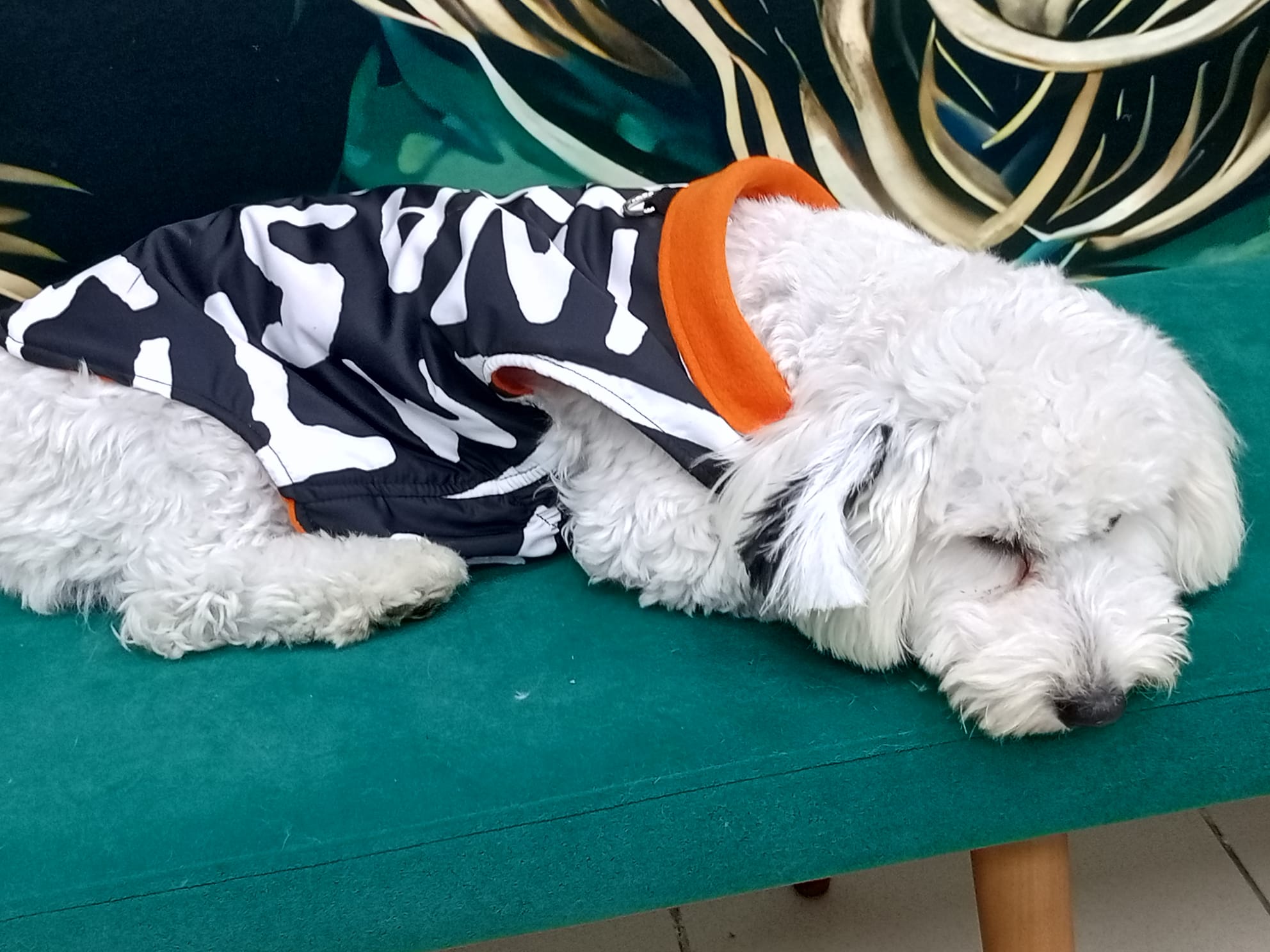 Su Geçirmez İthal Kumaş , Kedi ve Köpek Montu 3'lü Set - 3