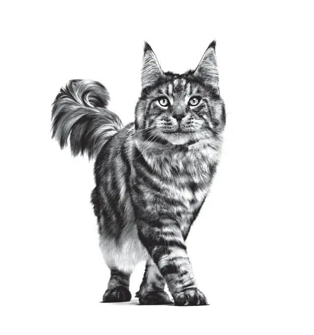 Royal Canin Gastrointestınal 2kg