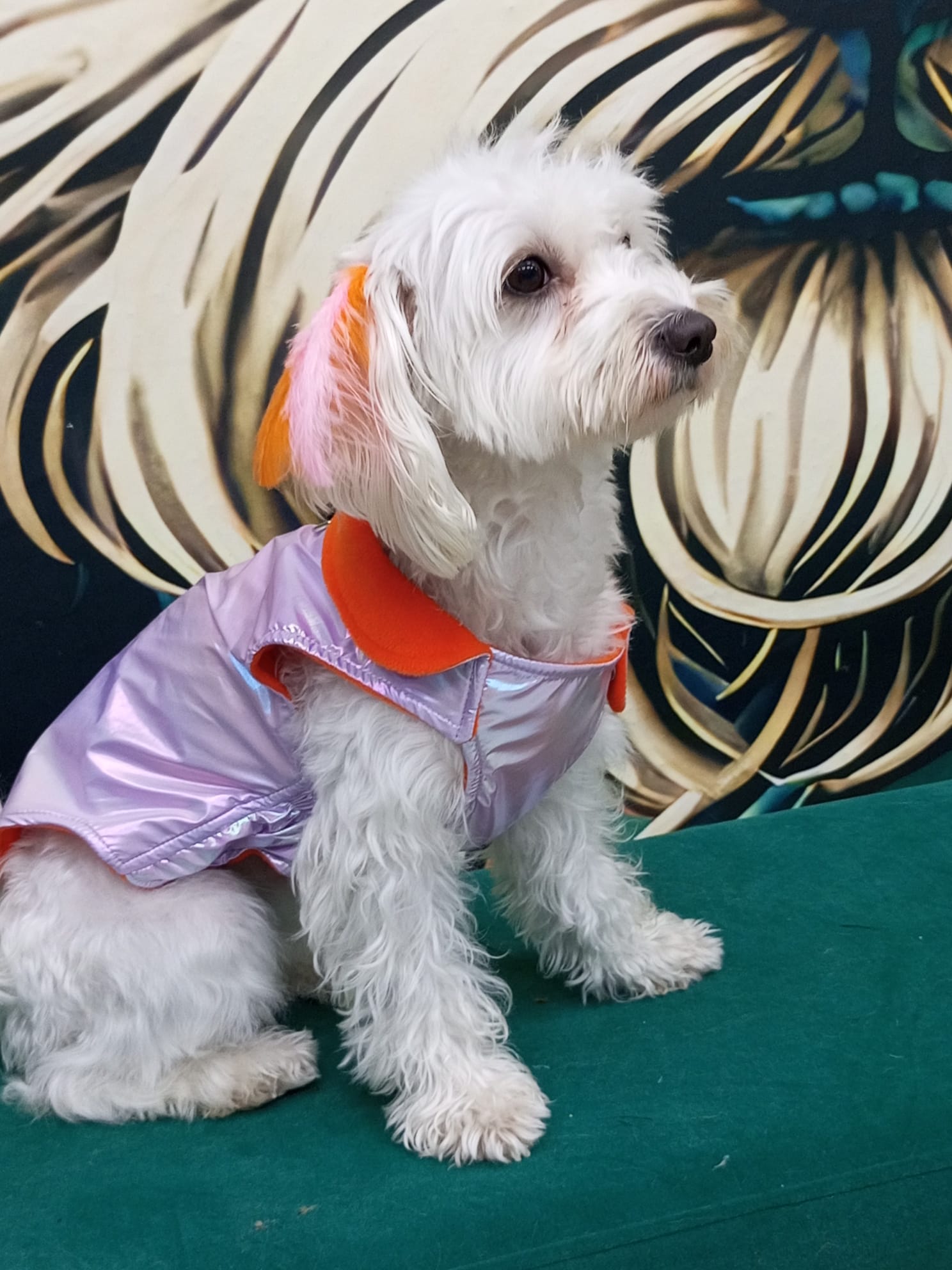 Su Geçirmez İthal Kumaş , Kedi ve Köpek Montu 3'lü Set - 2