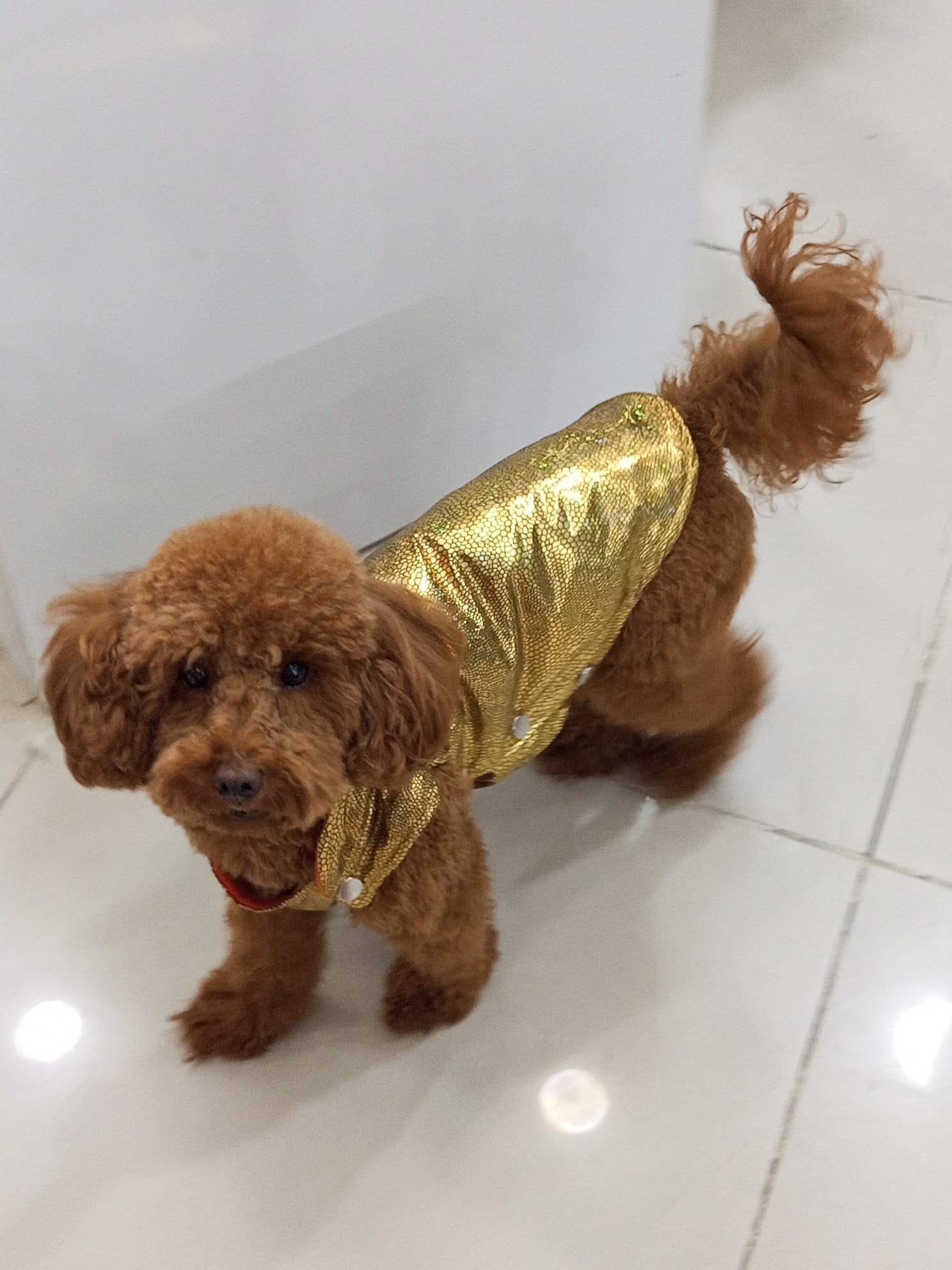 Su Geçirmez İthal Kumaş , Kedi ve Köpek Montu 3'lü Set