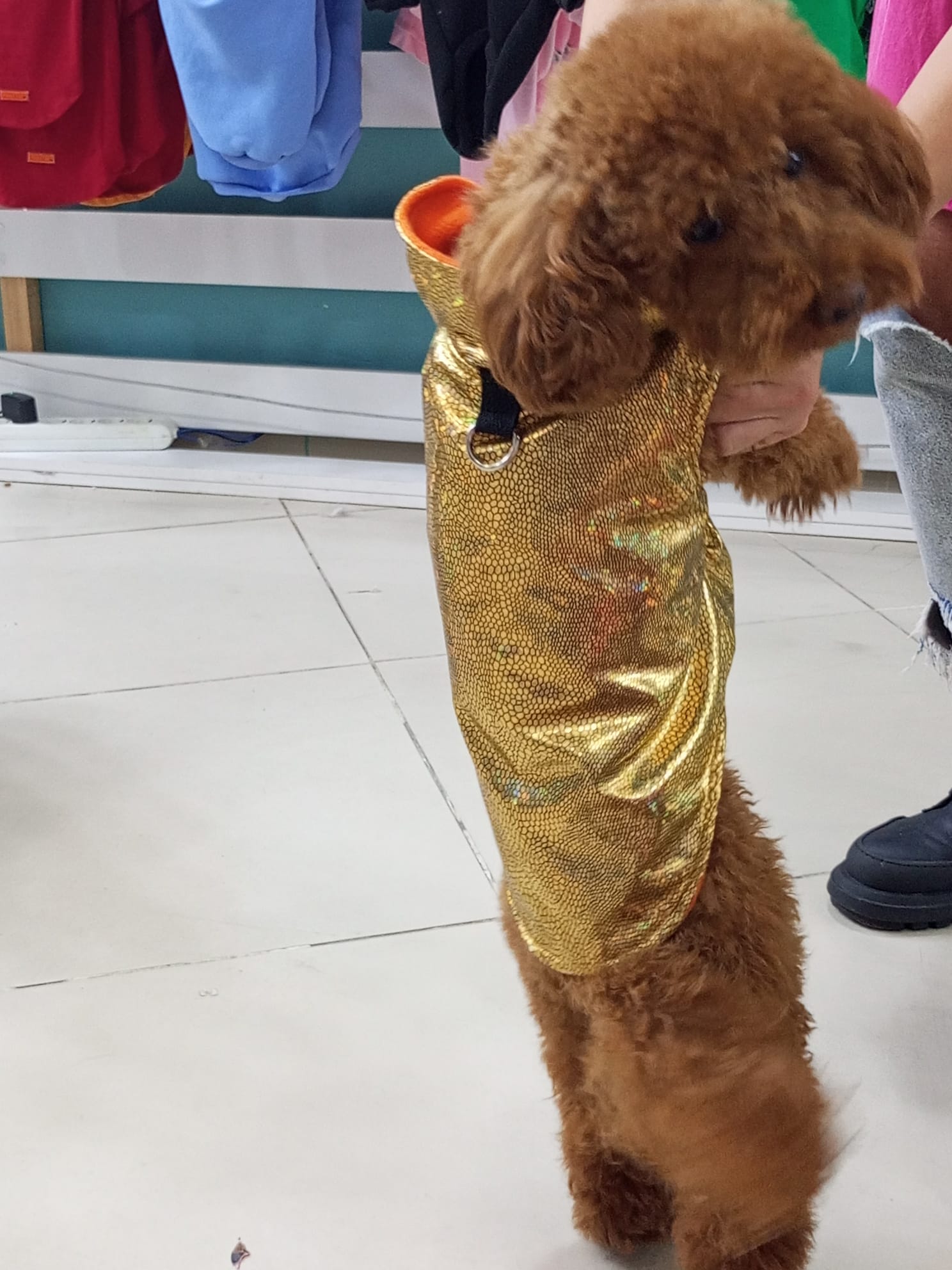 Su Geçirmez İthal Kumaş , Kedi ve Köpek Montu 3'lü Set