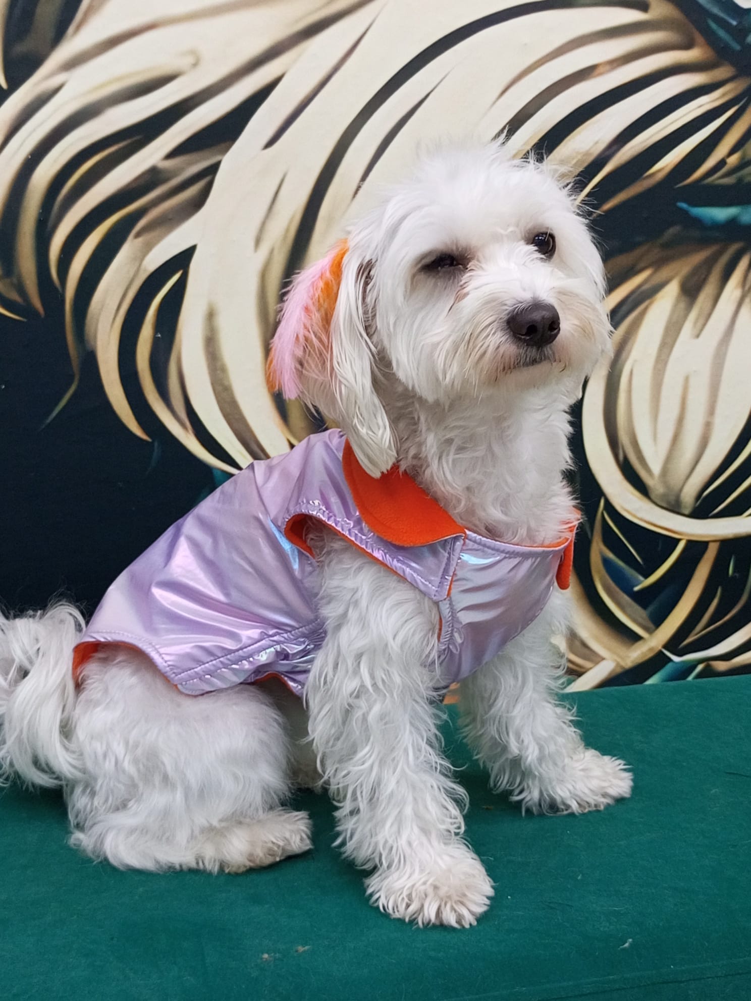 Su Geçirmez İthal Kumaş , Kedi ve Köpek Montu 3'lü Set - 2