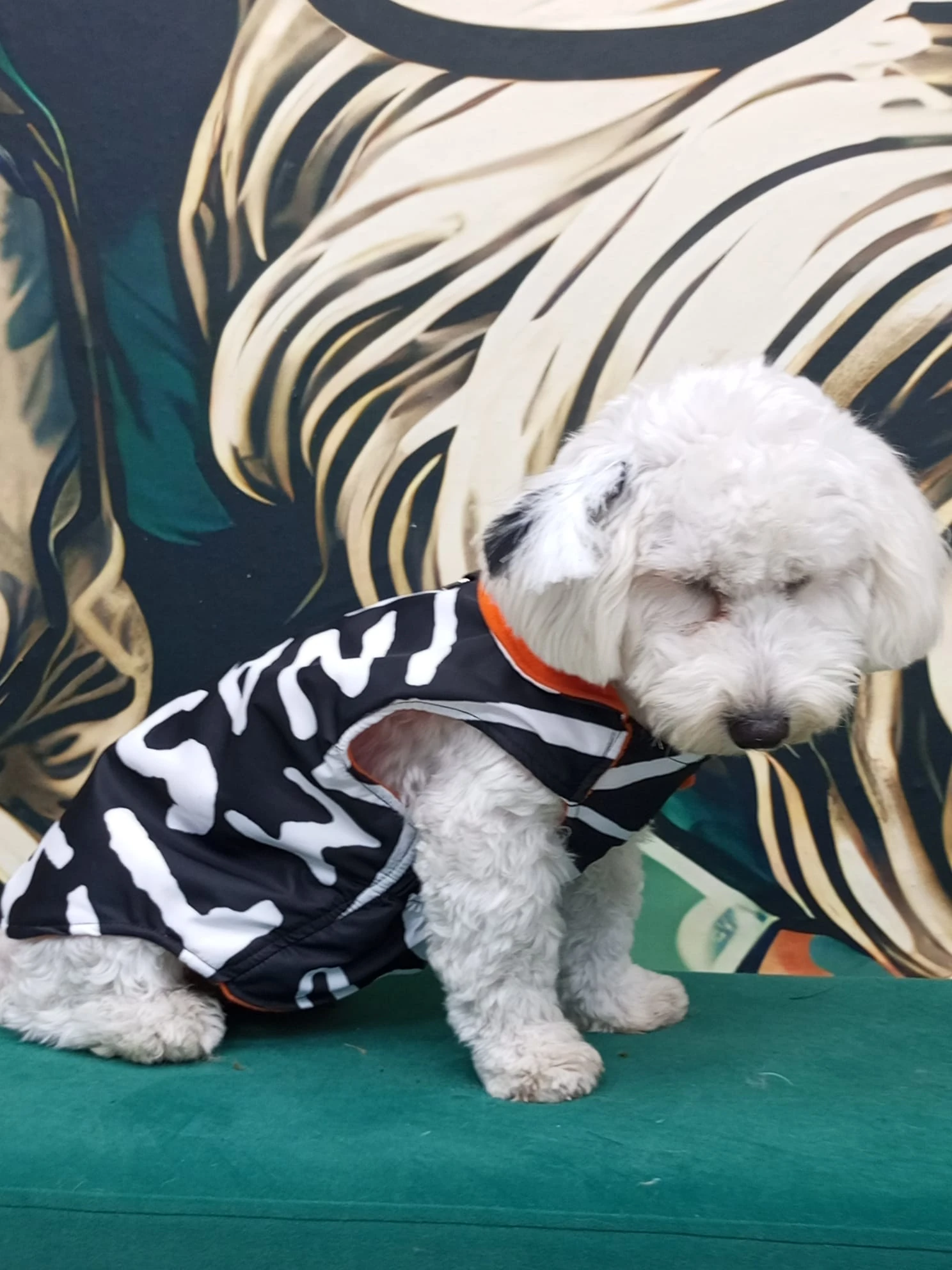 Su Geçirmez İthal Kumaş , Kedi ve Köpek Montu 3'lü Set - 3