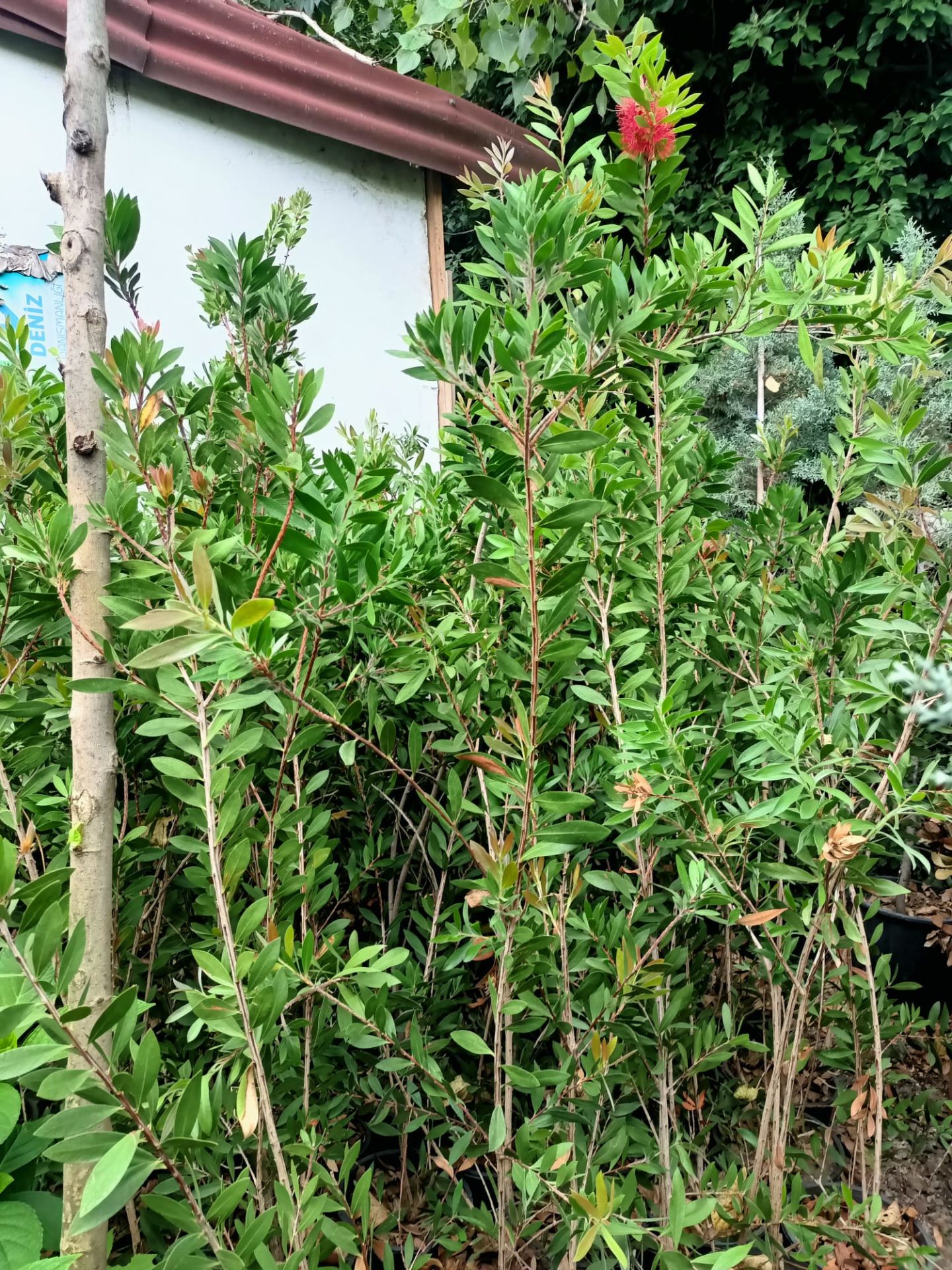 Fırça Çalısı Bitkisi (80-100 CM)