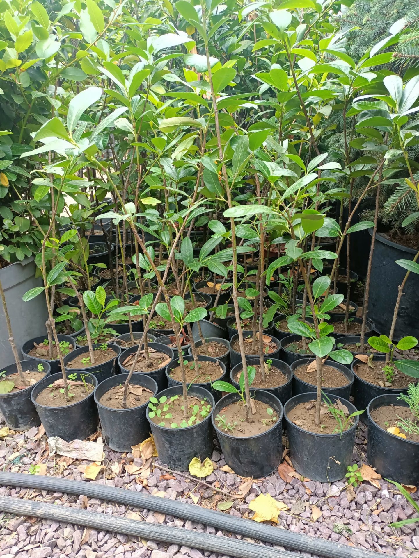 Karayemiş Fidanı (50-100 CM)