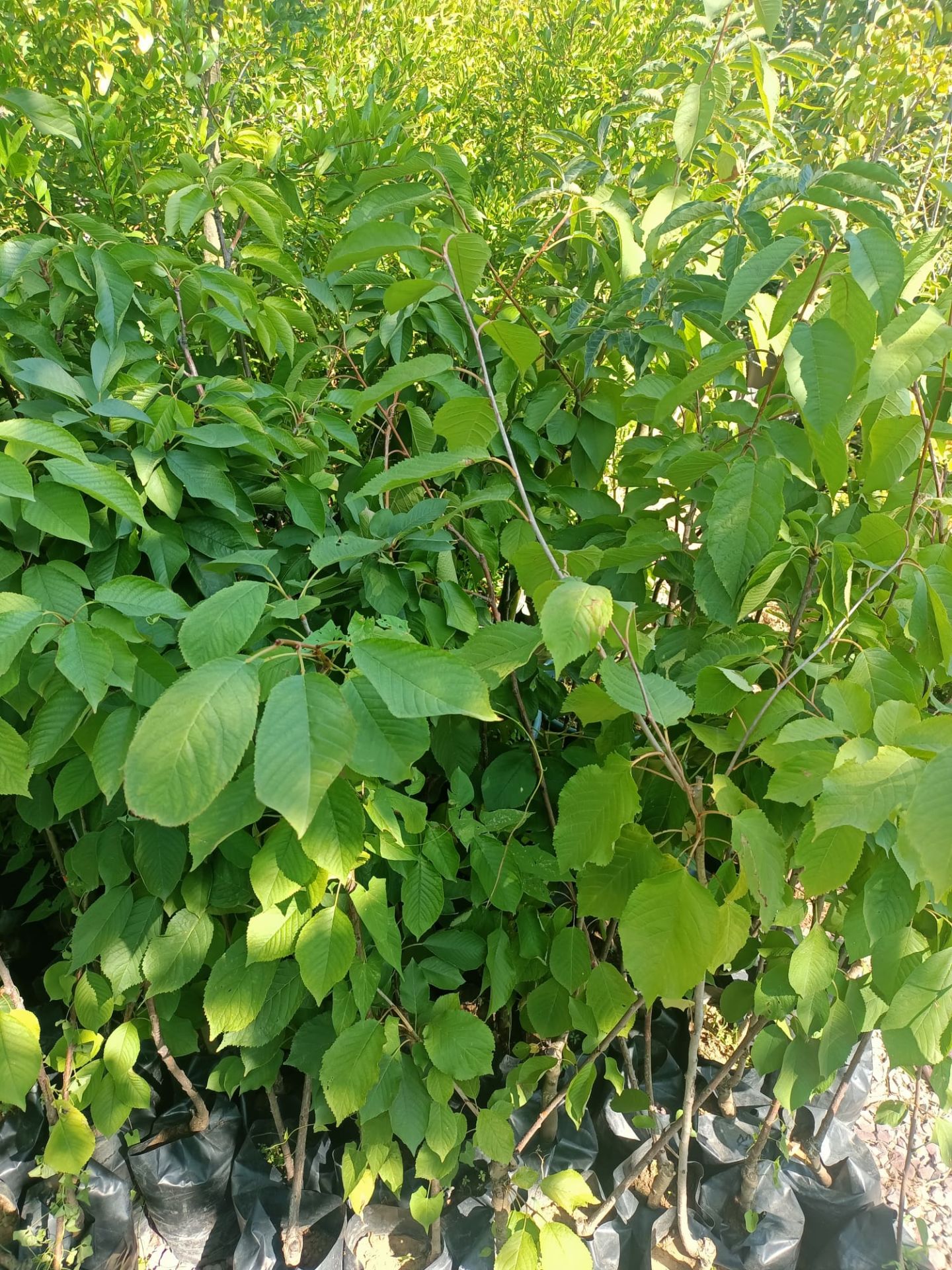 Napolyon Kiraz Fidanı Tüplü 100-150 cm