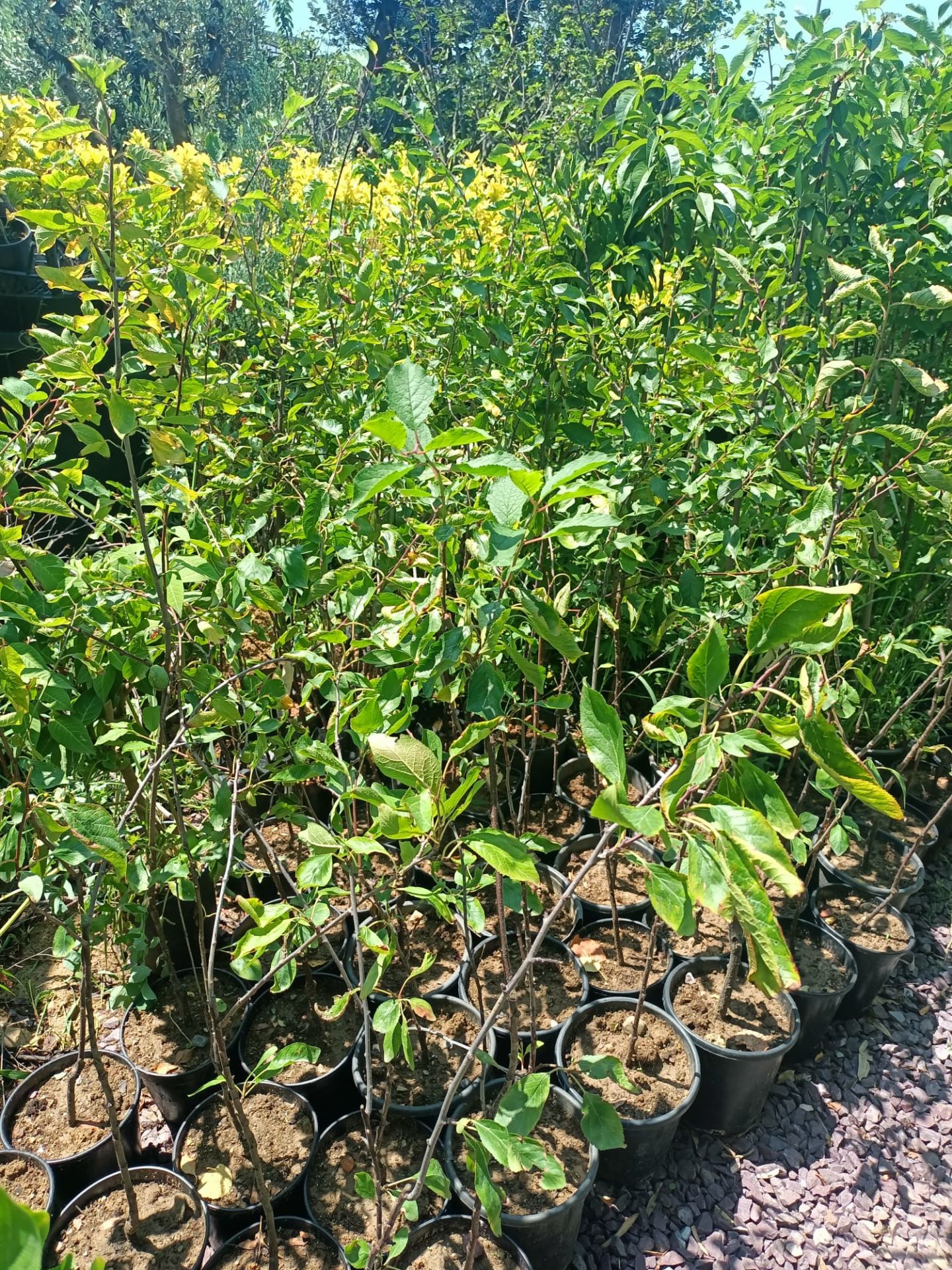 Tüplü Malta Eriği Fidanı (50-100 CM)