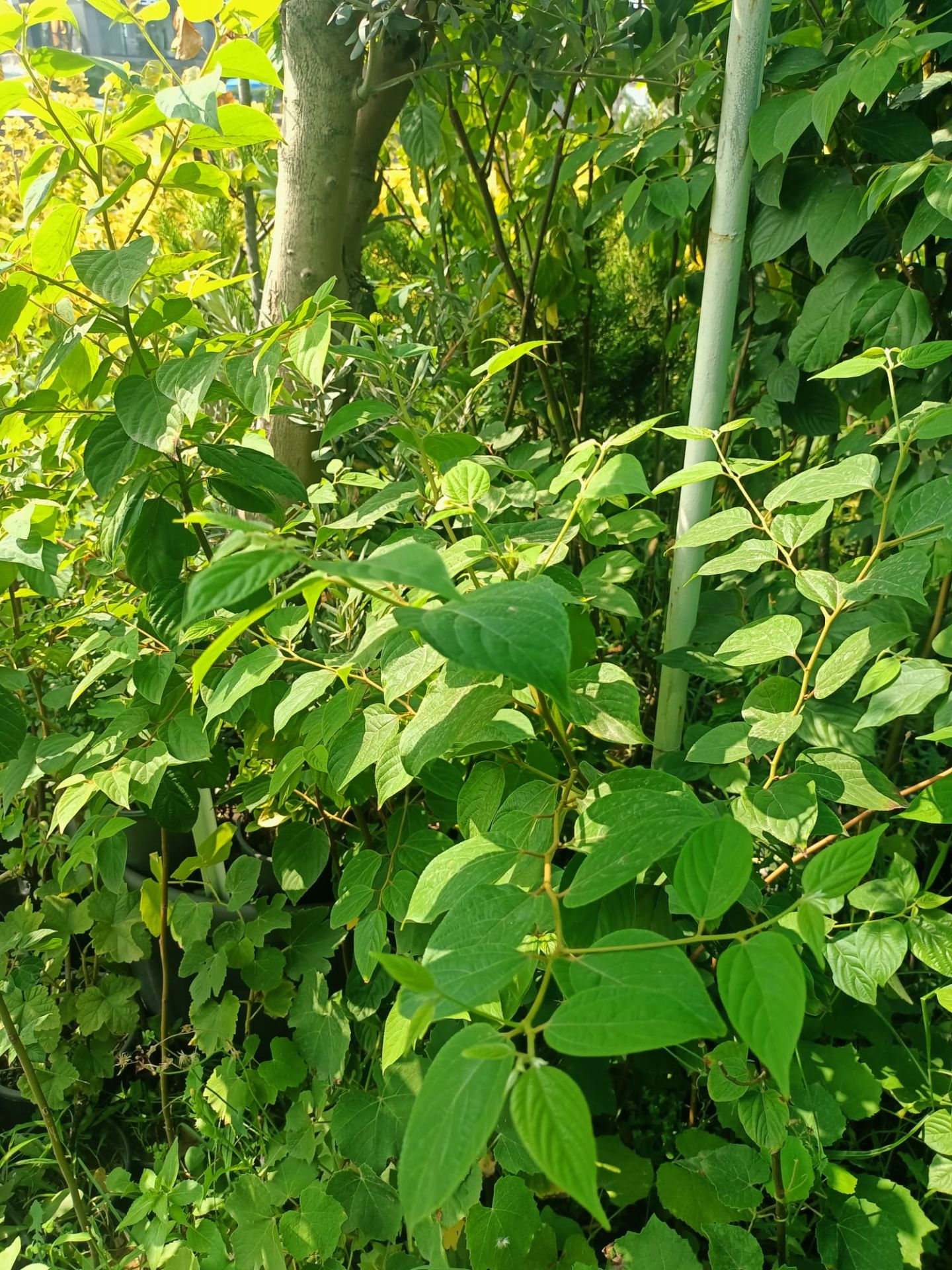 Japon Kuru Üzümü (100-150 cm)