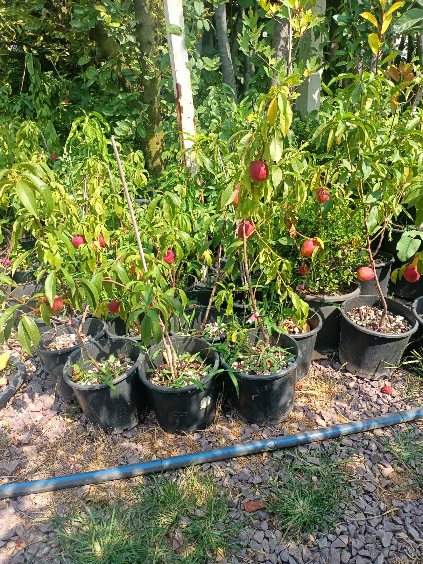 Tüplü Bodur Nektar Fidanı (50-80 cm)