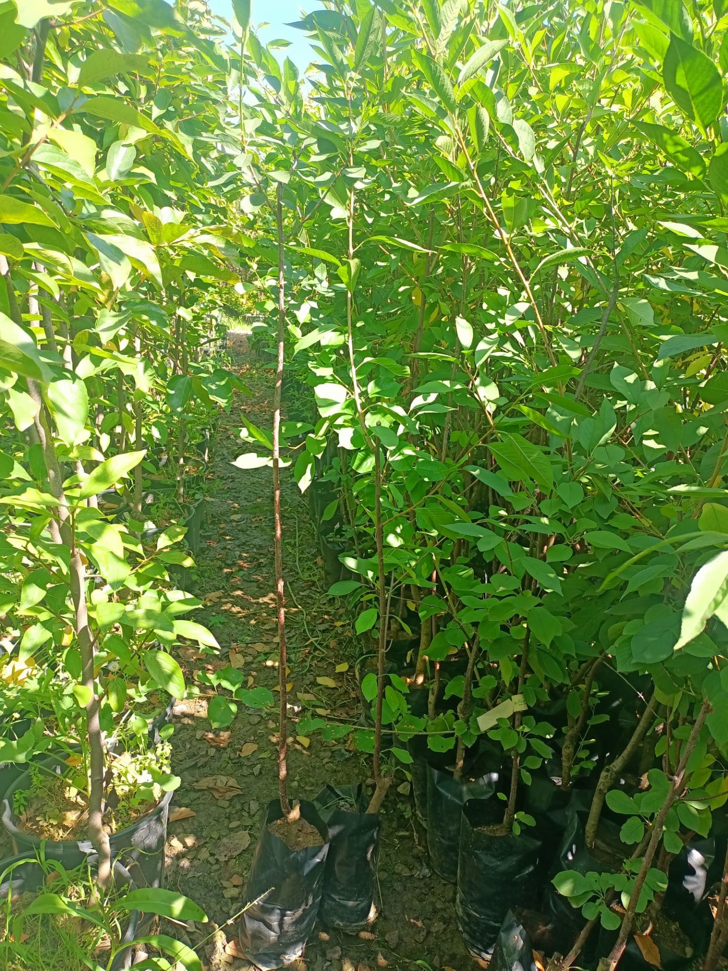 Kütahya Vişne Fidanı Tüplü 100-150 cm