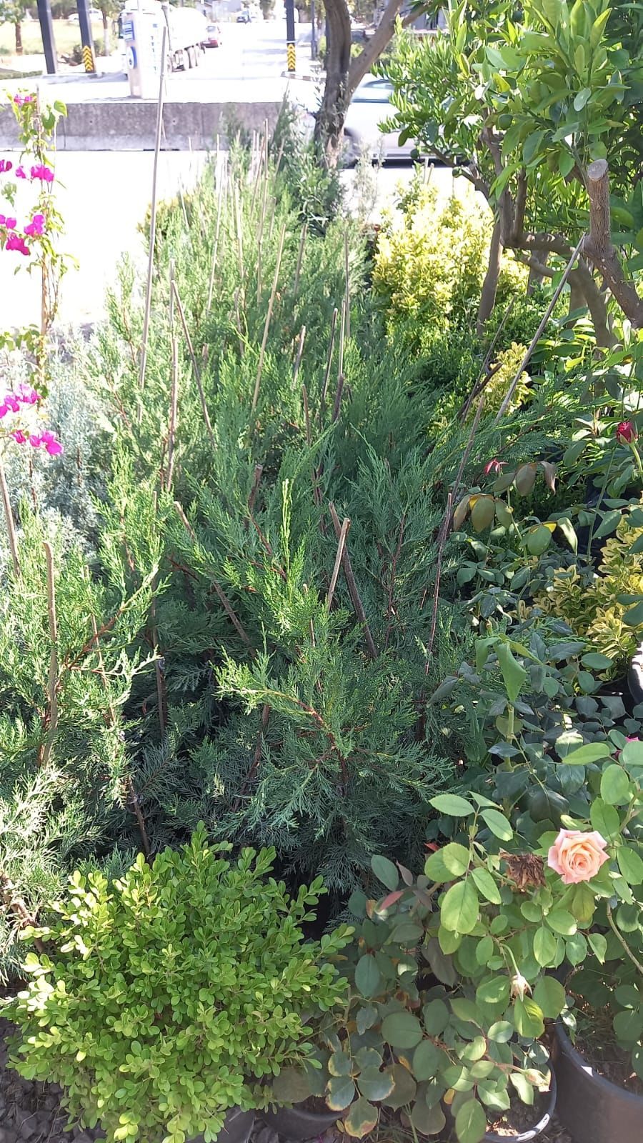 Leylandi Fidanı (40-60 CM) 10 adet