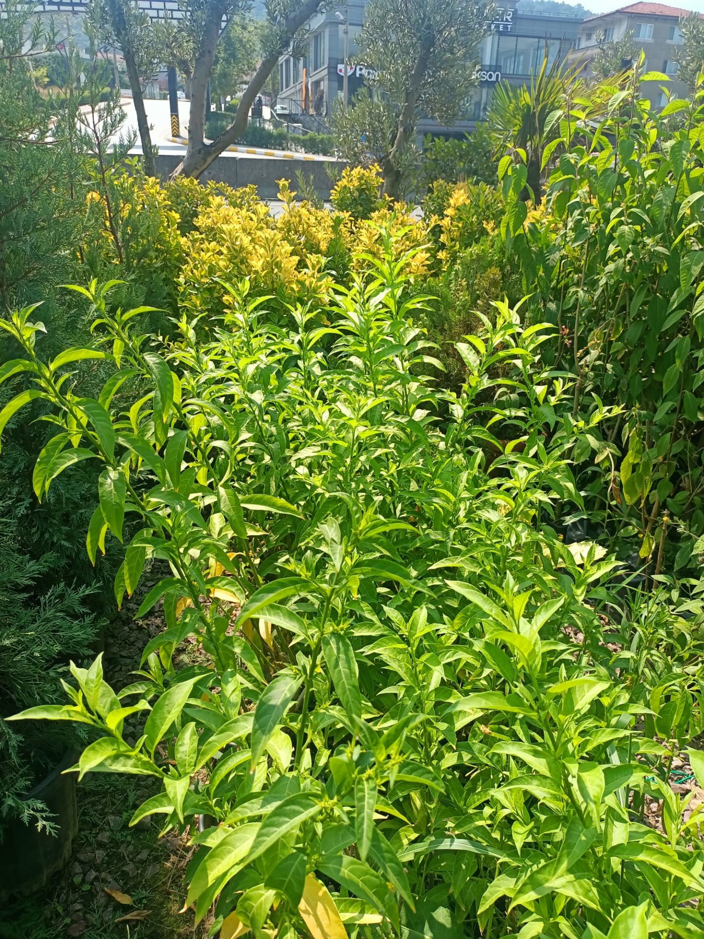 Melisa Akşam Sefası Fidanı (30-50 CM)