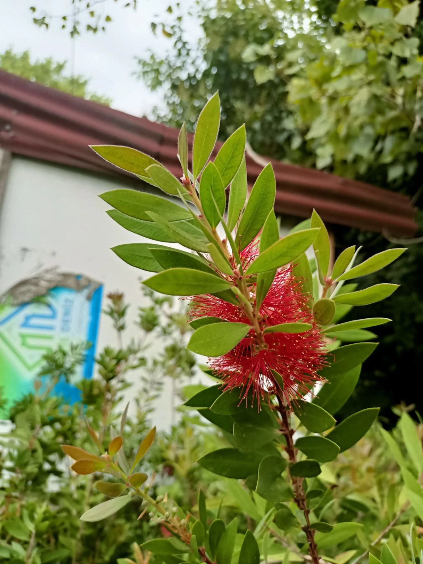 Fırça Çalısı Bitkisi (80-100 CM)