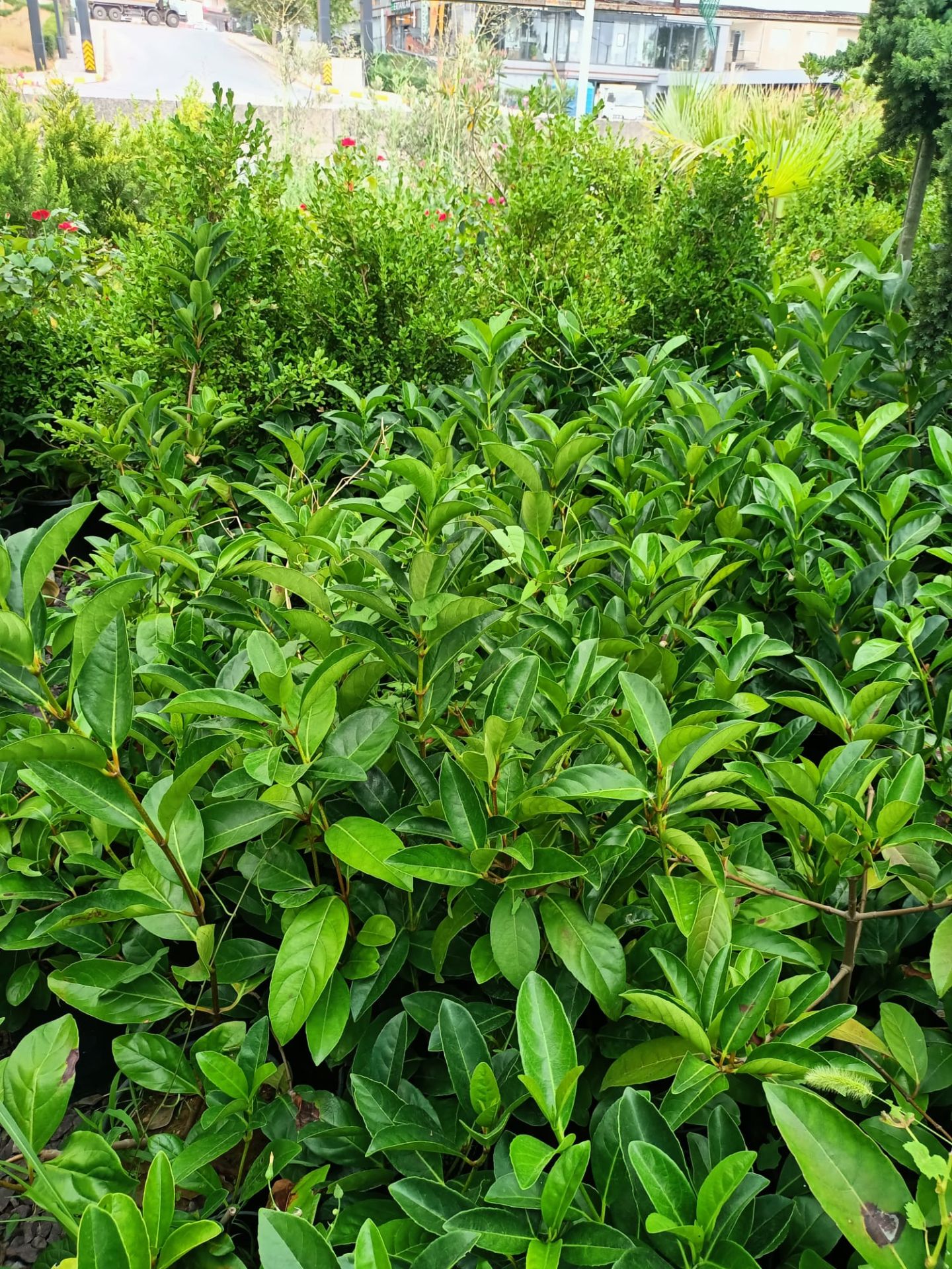 Lisidum Kartopu Fidanı (50-100 CM)