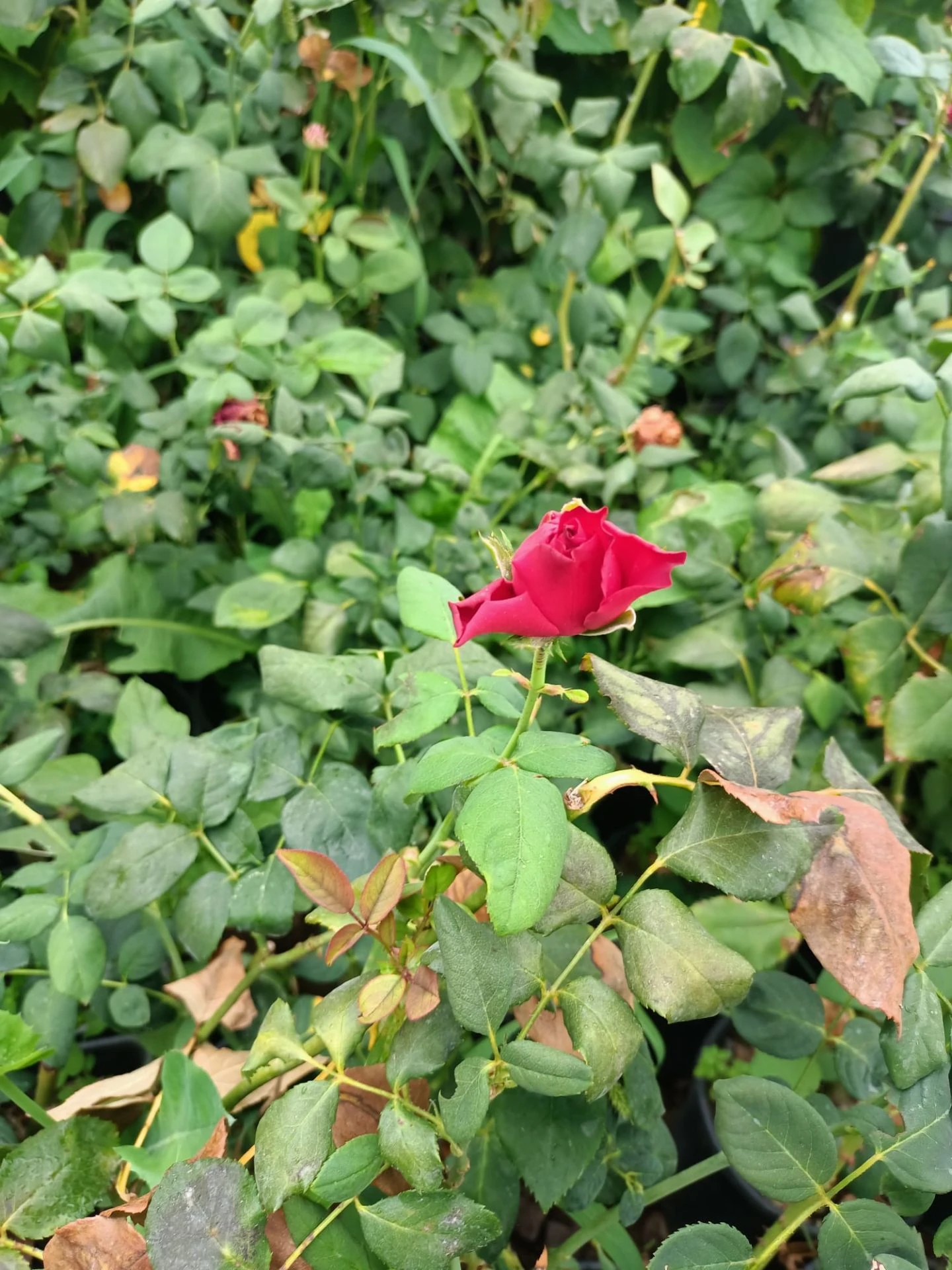 Yediveren Gül Fidanı (30-70 cm)