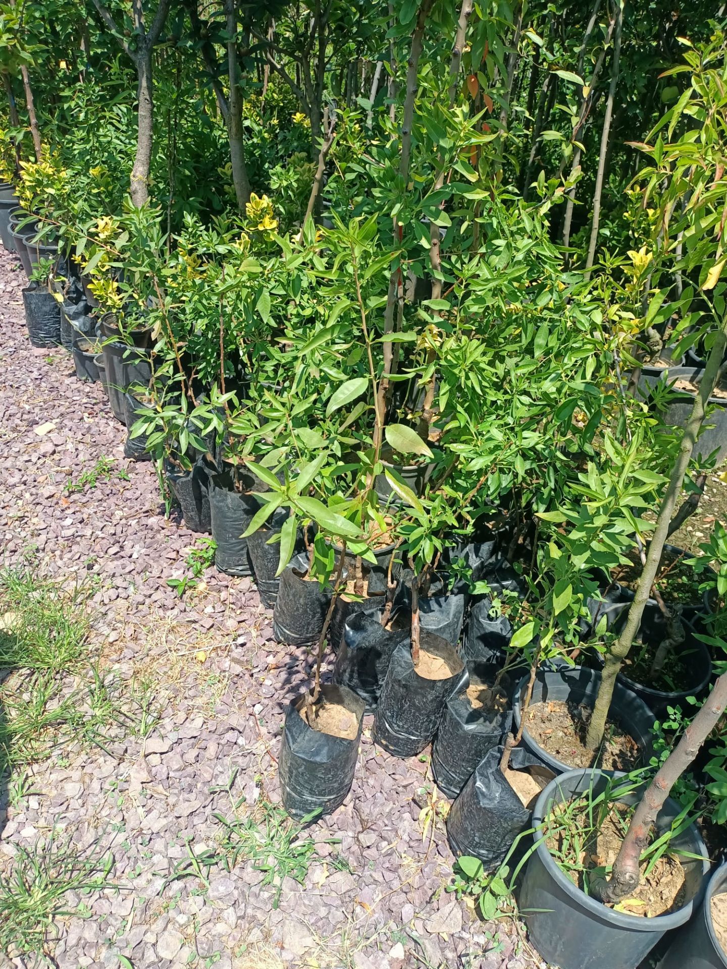 Badem Fidanı 50-100 cm