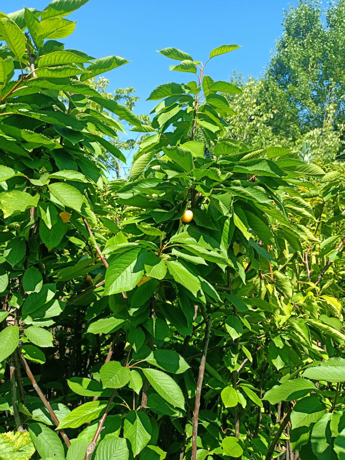 Beyaz Kiraz Fidanı Tüplü 100-150 cm