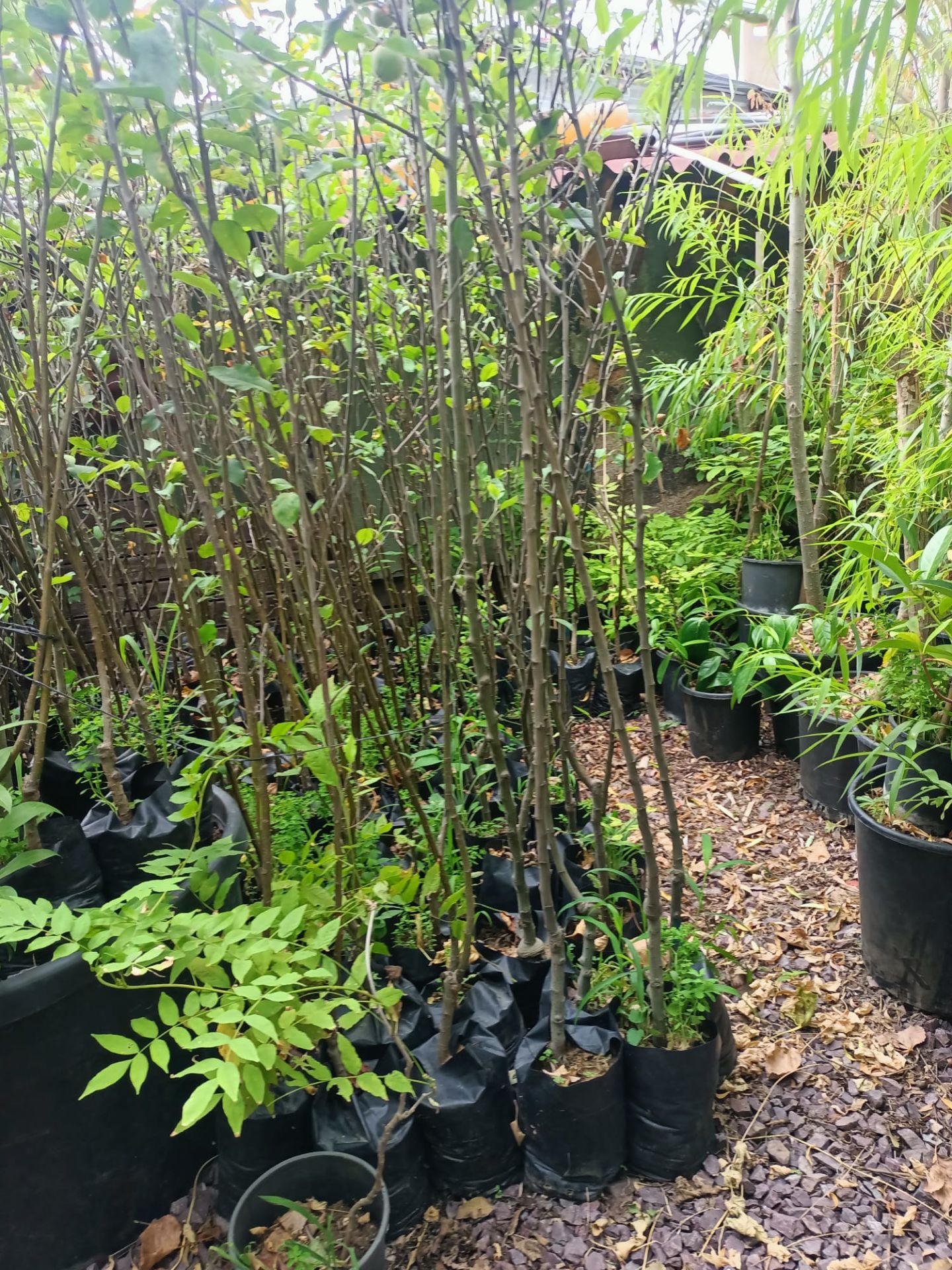 Golden Elma Fidanı Tüplü 100-150 cm