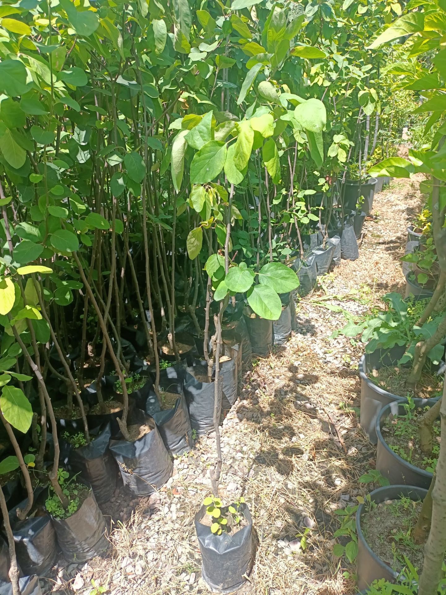 Tüplü Eşme Ayva Fidanı (100-150 CM)