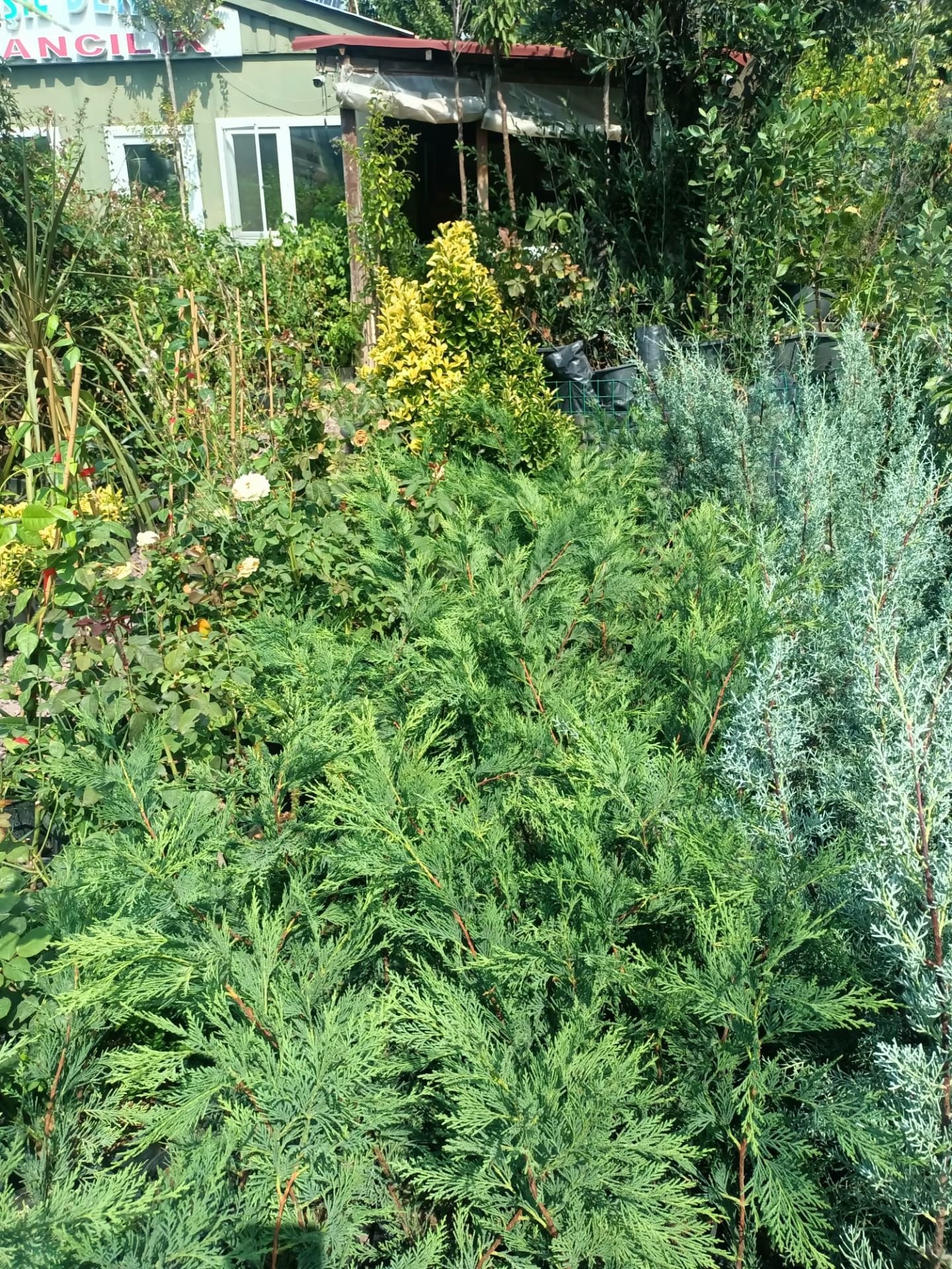 Leylandi Fidanı (40-60 CM) 5 Adet