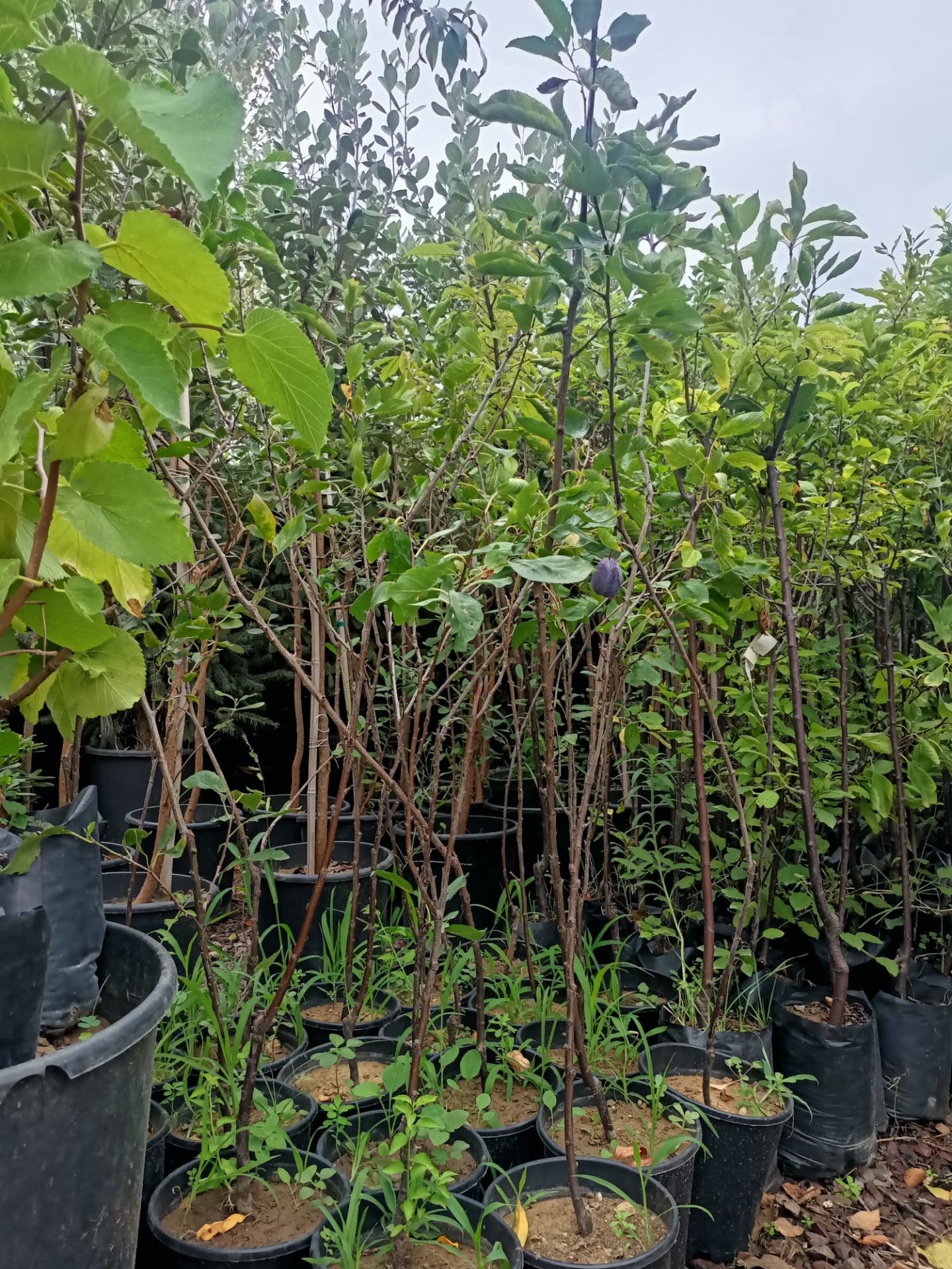 Mürdüm Eriği Fidanı Tüplü 100-150 cm