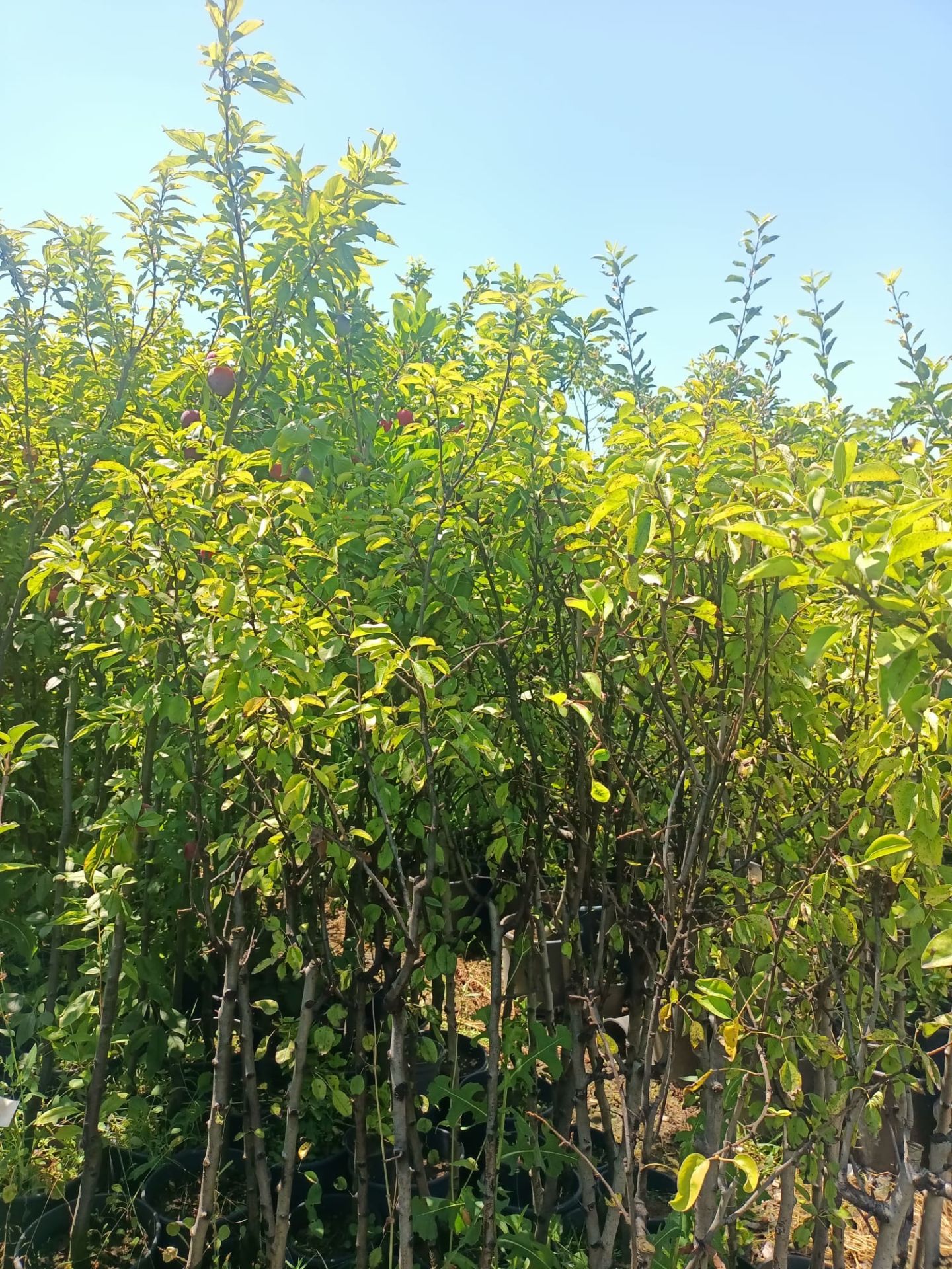 Ankara Armut Fidanı Tüplü 100-150 cm