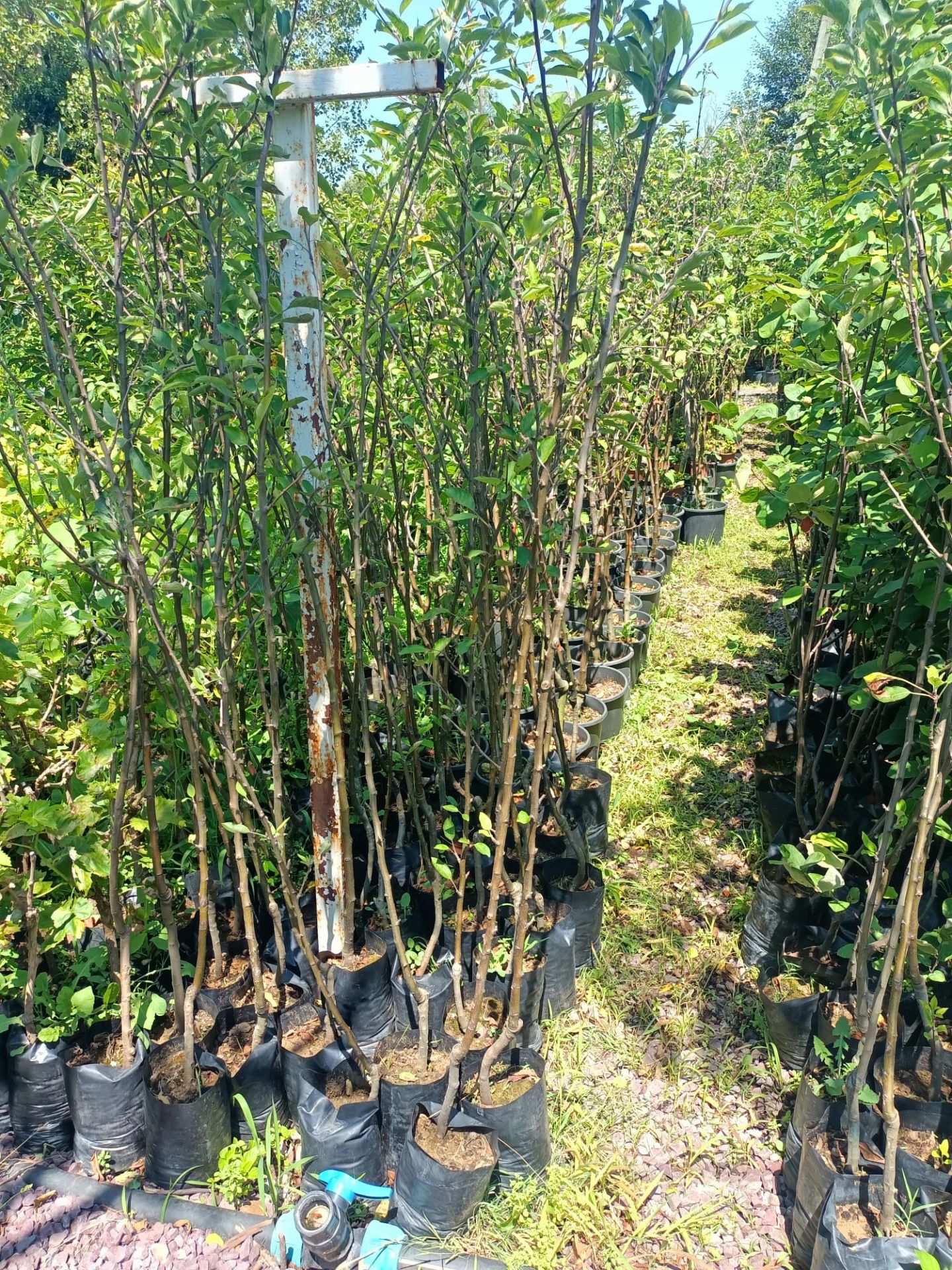 Starking Elma Fidanı Tüplü 100-150 cm