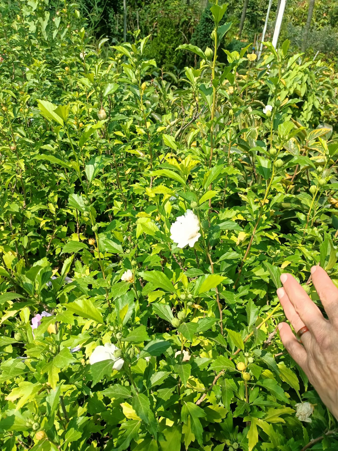 Hatmi Fidanı 50-100 cm